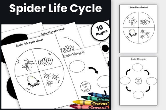 Spider Life Cycle Craft for Kindergarten