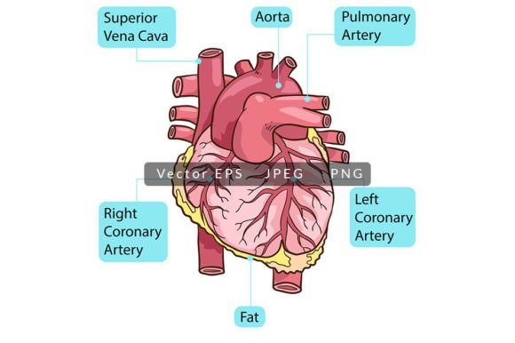 Visualizing Life: A Comprehensive Guide to Human Heart Anatomy and Body Parts Vector Illustrations for Education